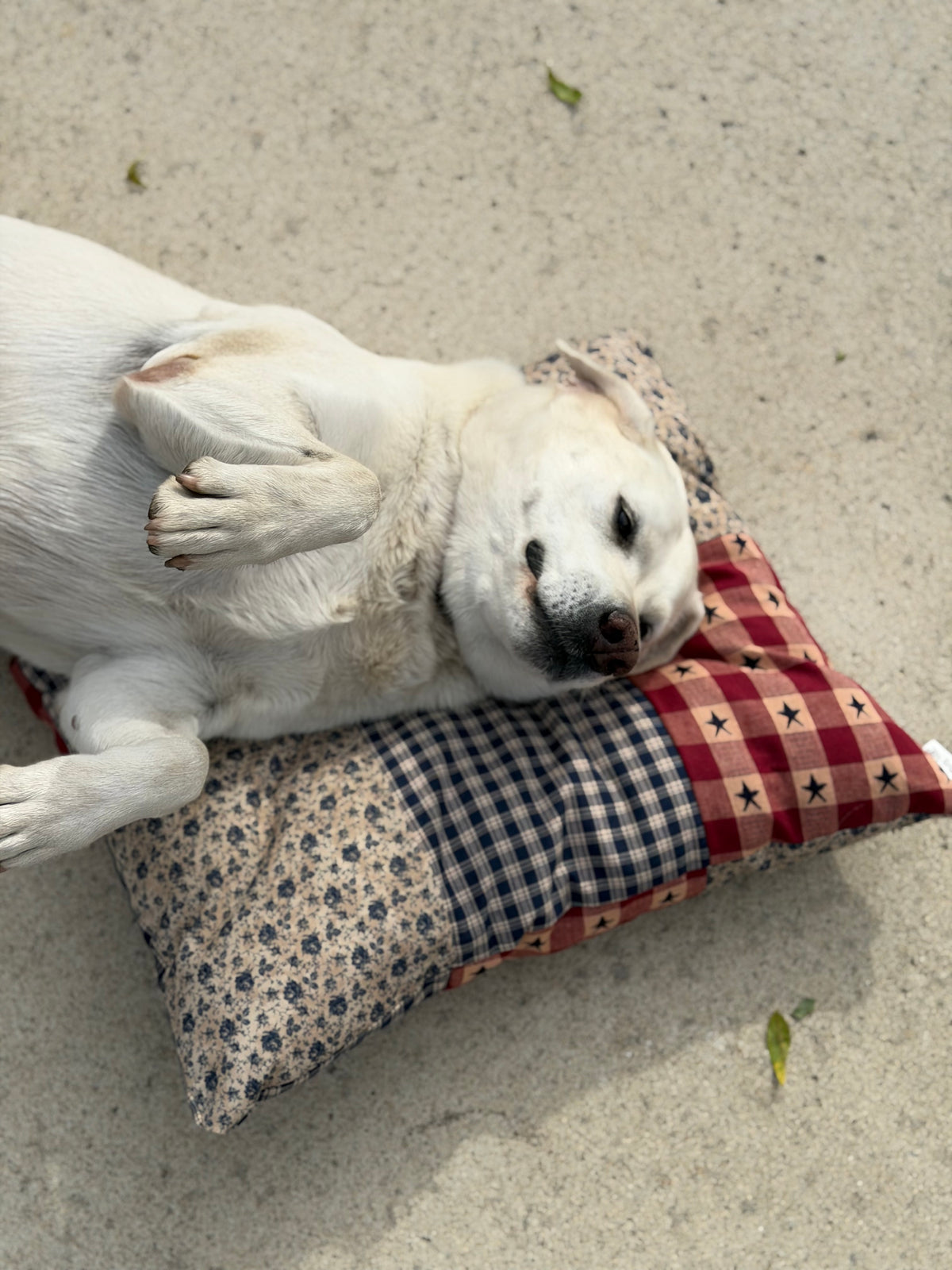 Rustic Star Small Dog Bed